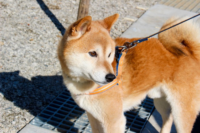 散歩中に振り返る柴犬