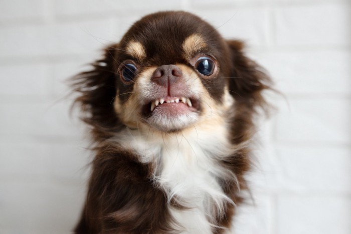 歯を剥いている犬