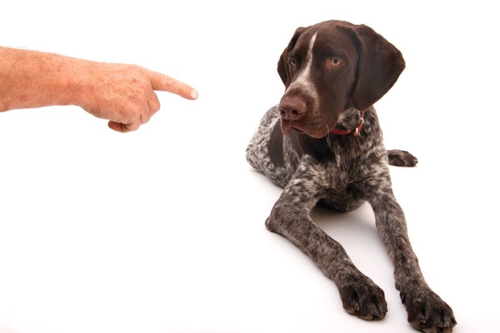 指示を出す飼い主と伏せをする犬