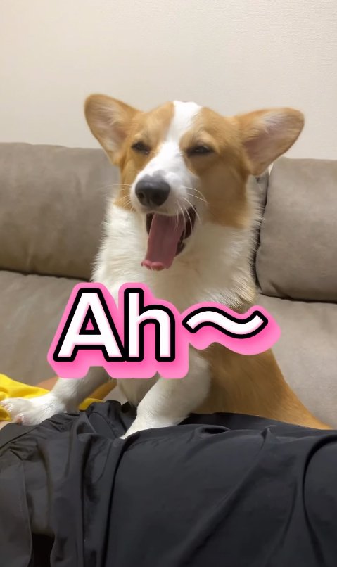 あくびをするコーギー