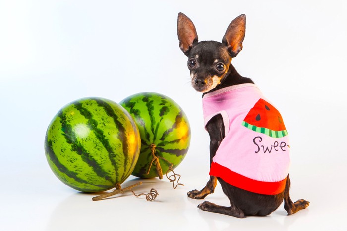 スイカ柄の服を着てスイカの隣に座っている犬