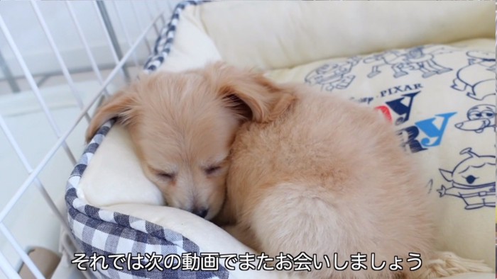 眠るラヴィちゃん