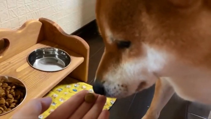 手からごはんを食べるゆきちゃん