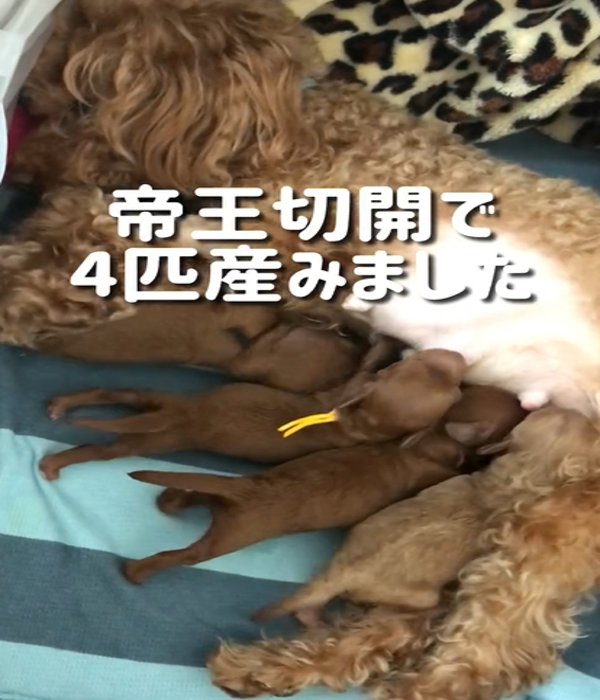 ミルクを飲む赤ちゃん犬たち
