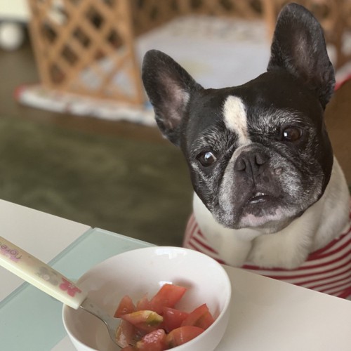 トマトを食べるフレブル