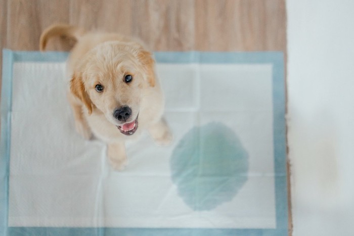 子犬、フチが青いトイレシート