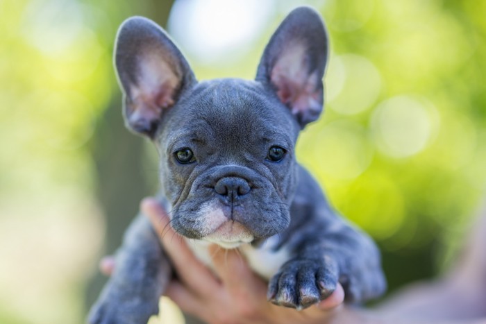 人に抱き上げられているブルーのフレンチブルドッグの子犬