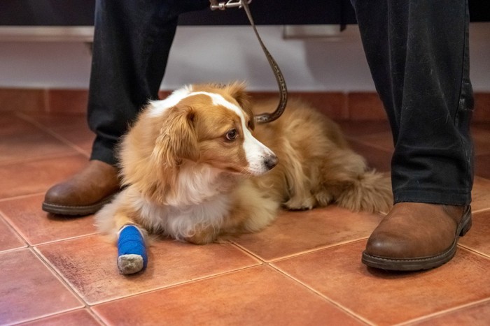 病院の待合室にいる犬