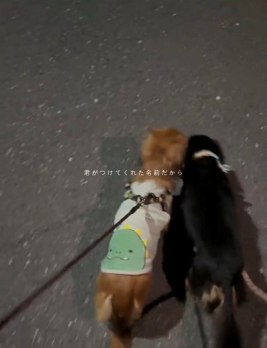 寄り添って散歩する2匹の犬