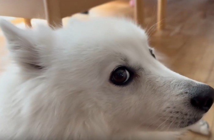 変幻自在のぽてちちゃん