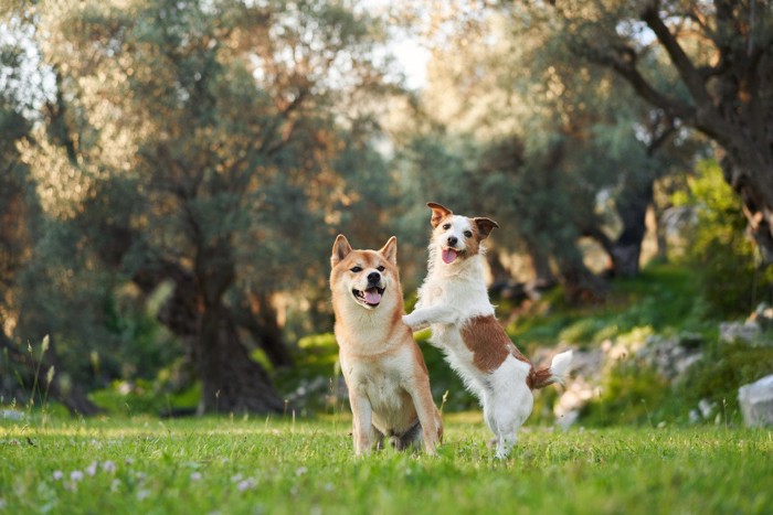 柴犬とジャックラッセルテリア