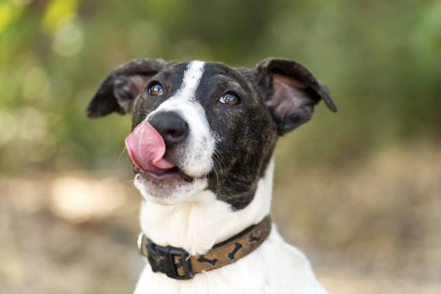 舌を出した白黒の犬