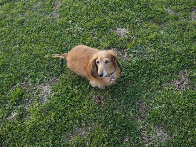 芝生で歩き始めた愛犬