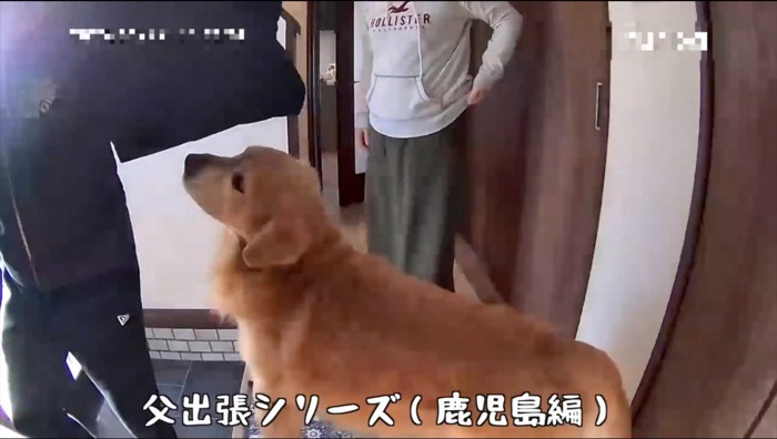 玄関で飼い主を見上げる犬