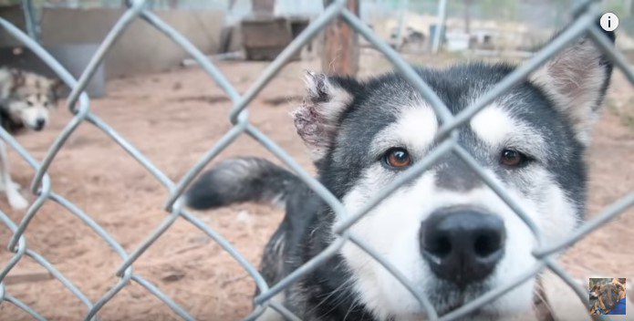 片耳が欠けた犬