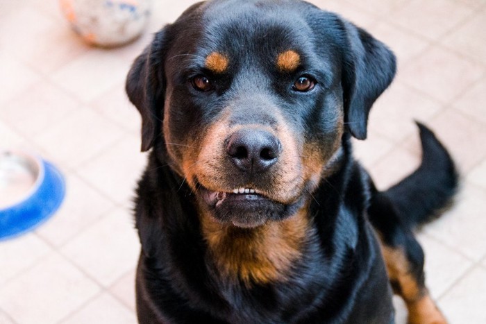 唸っている犬