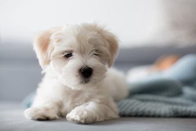 伏せたマルチーズの幼犬