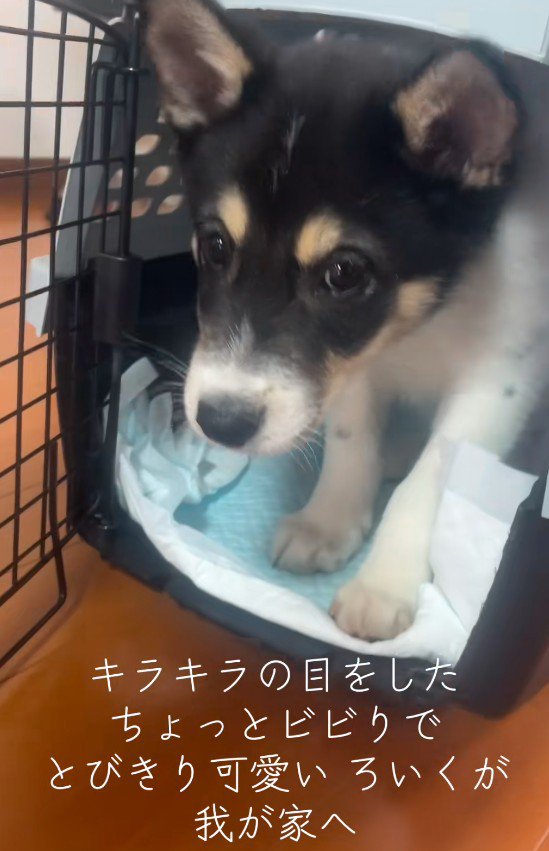 家族全員が虜になった