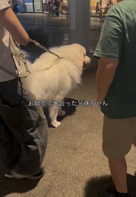 犬の後ろ姿