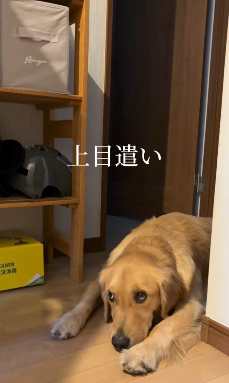 「こうなったら上目遣い作戦だ!」
