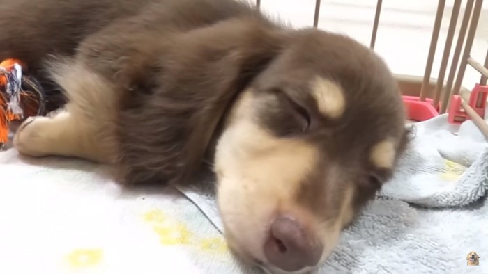 眠る子犬