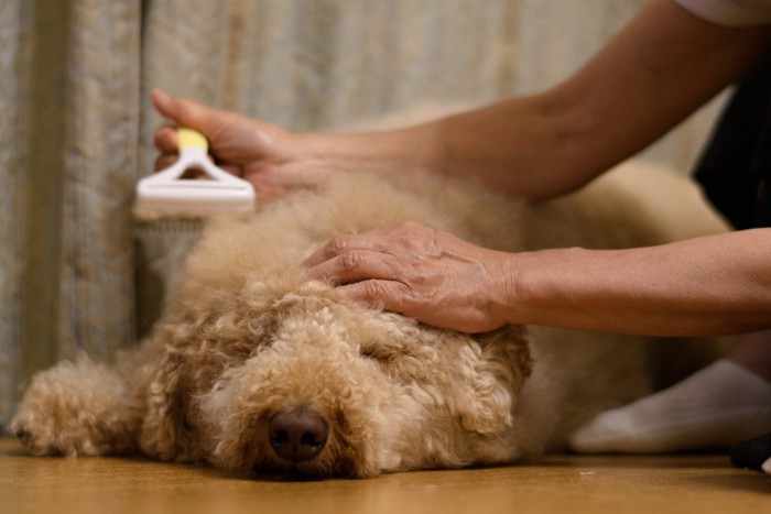 寝ているところをブラッシングされる犬