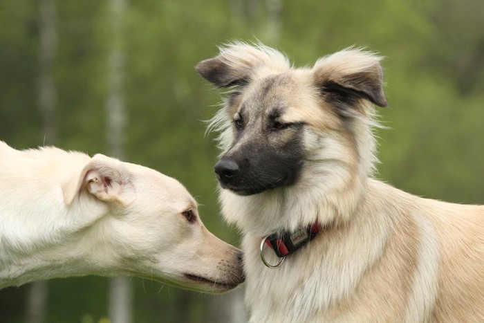 犬ににおいを嗅がれている犬