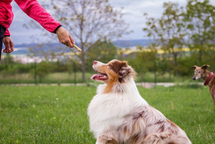 ピンクの服の女性と犬