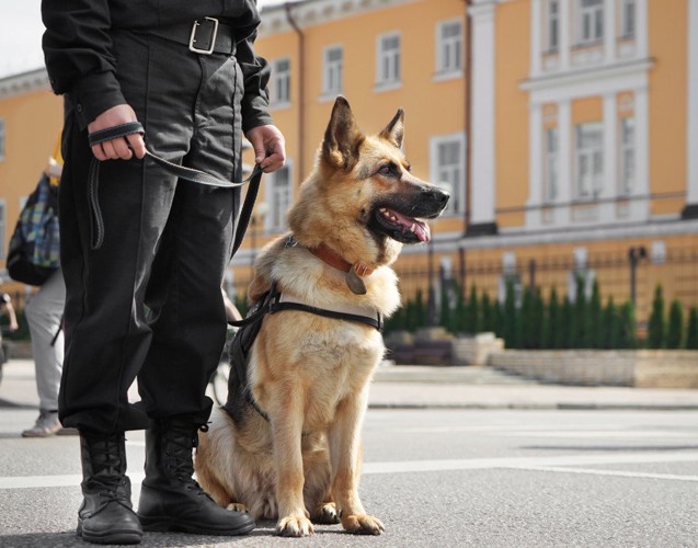 座っている警察犬