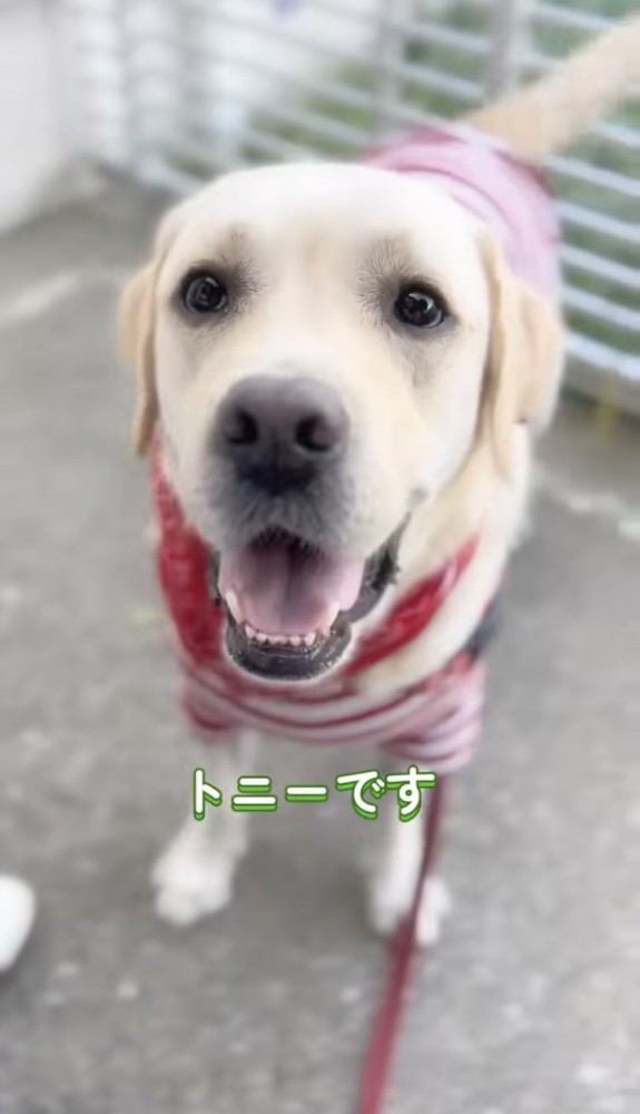 カメラ目線でニコニコする大型犬