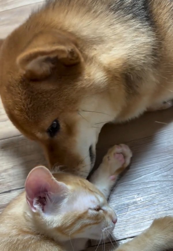 眠そうなわさび君