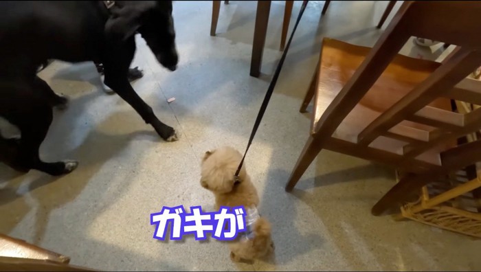 大型犬の子犬に吠える茶色い犬