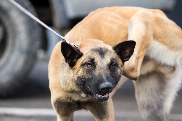 体を掻いている犬