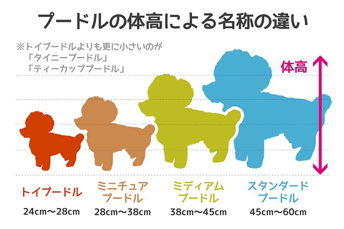 プードルの種類の違い図解