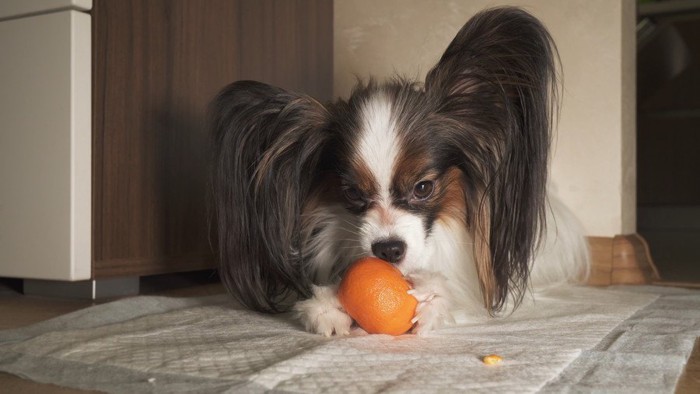 みかんを見る犬