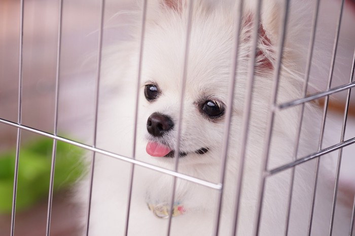 ケージの中、舌を出した犬