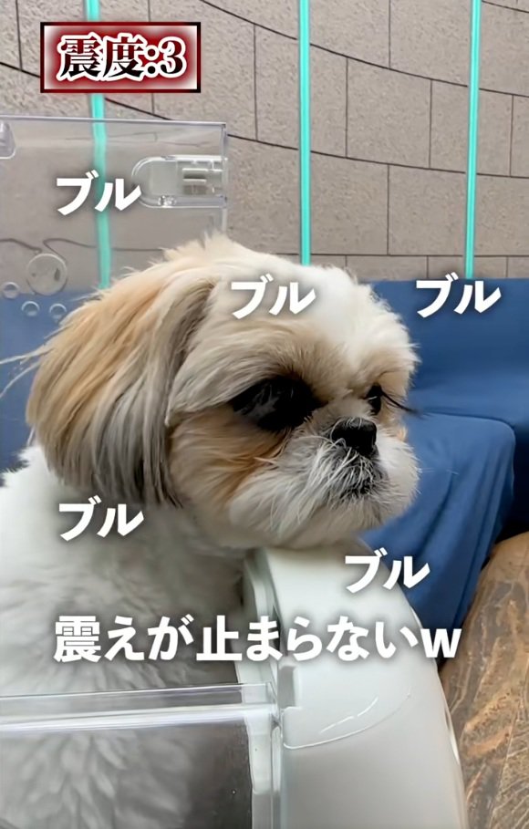 震えるココちゃん