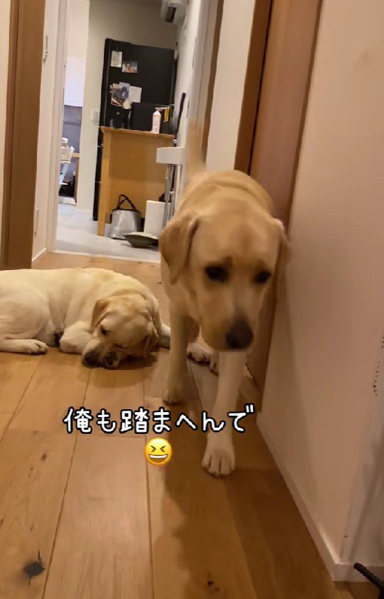 器用に跨いで通っていた♪