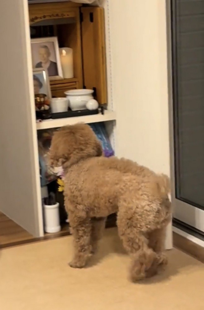 仏壇に近づく犬