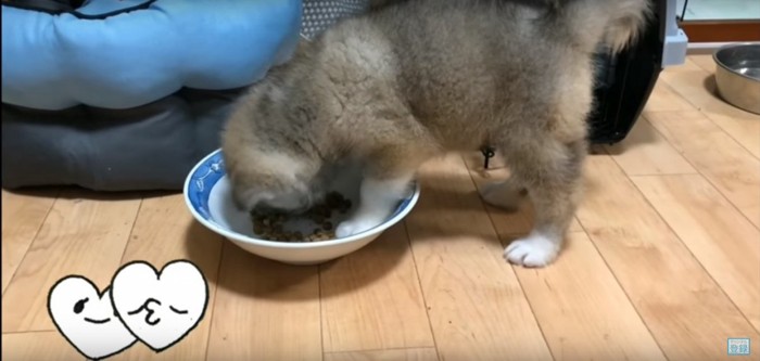 ご飯中のらんちゃん