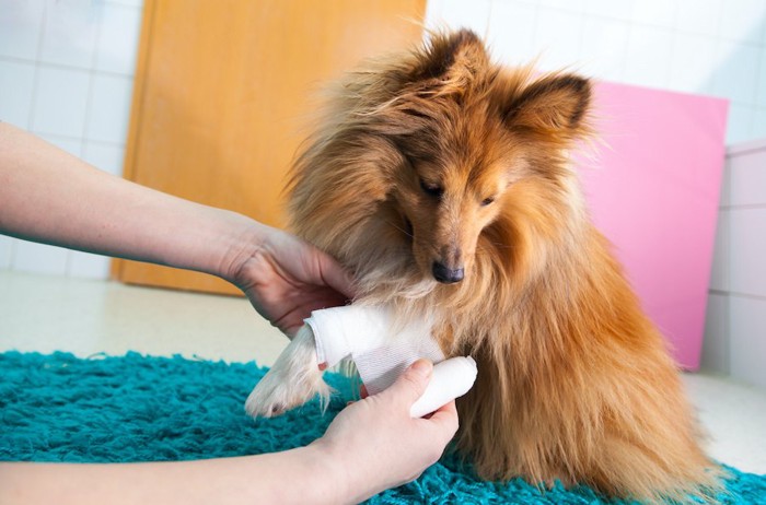 前足に包帯を巻かれている犬