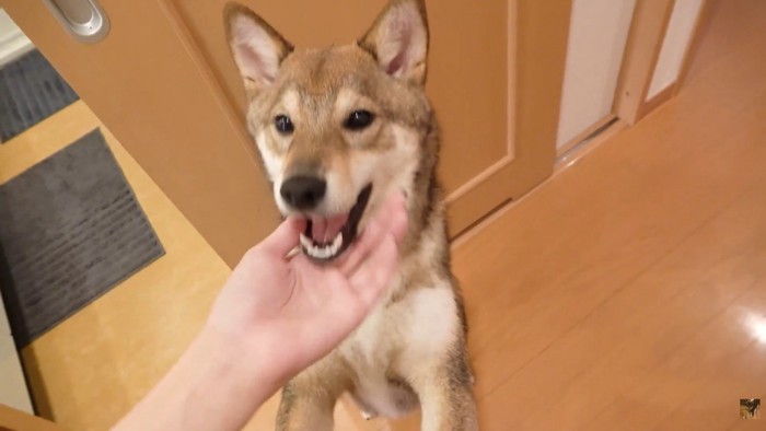 飛びついて甘える姿が可愛い♡