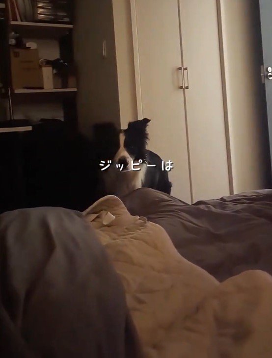電気を消した部屋に入ってくる白黒模様の犬