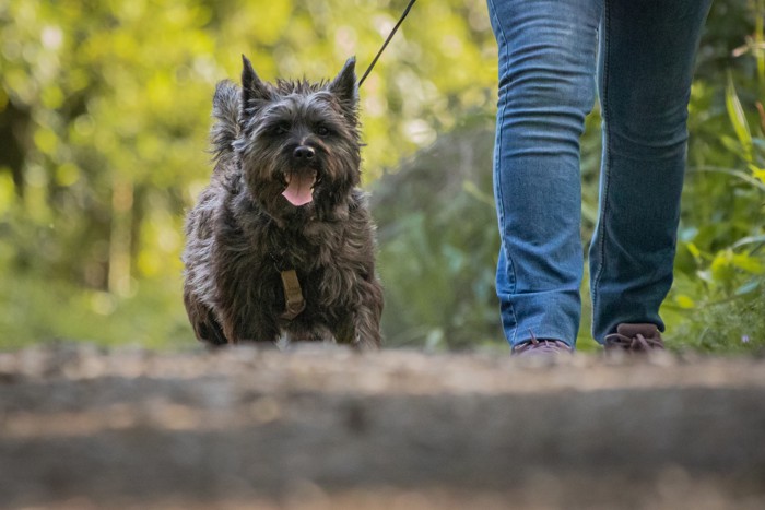 飼い主と散歩しているケアーン・テリア