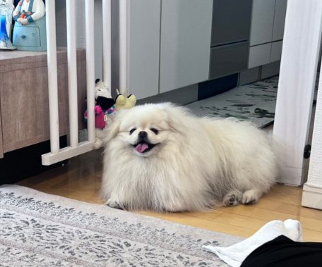 可愛すぎる