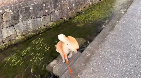 階段を下りるわらびちゃん