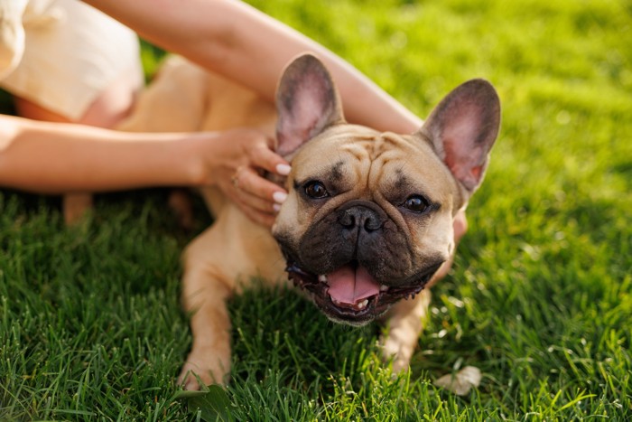 人になでられて嬉しそうな表情のオス犬