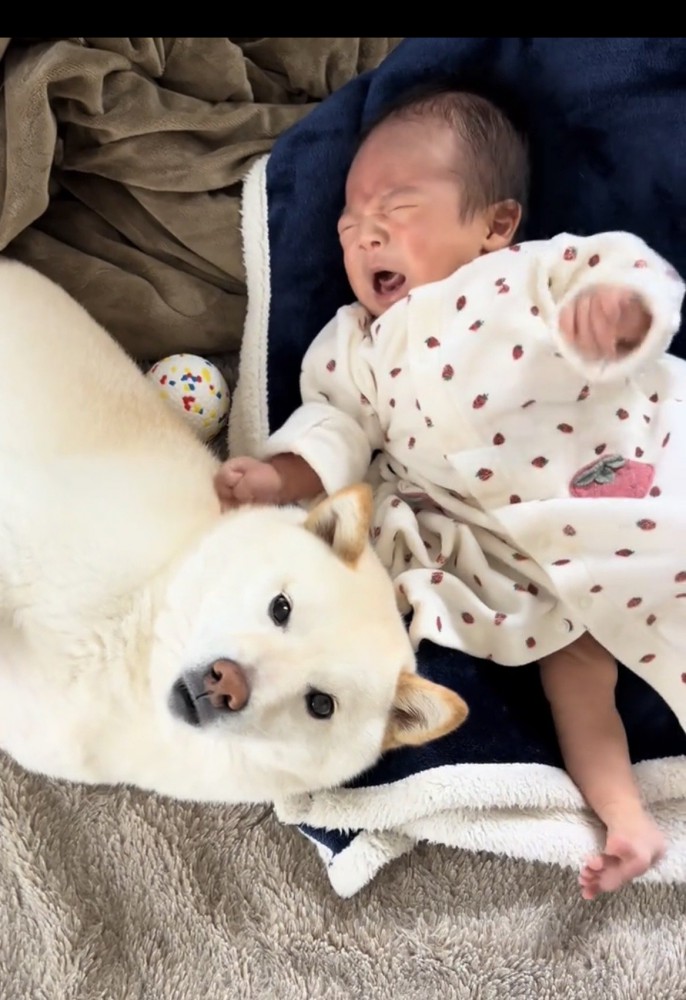 赤ちゃんのそばで見守る犬