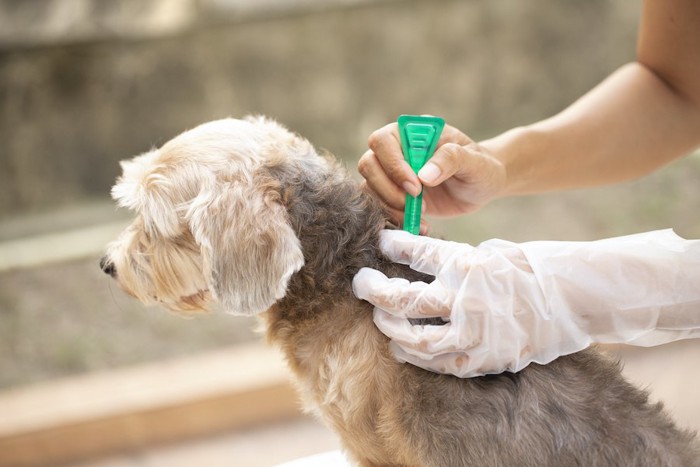 ノミ駆除薬を首の後ろに塗布されている犬