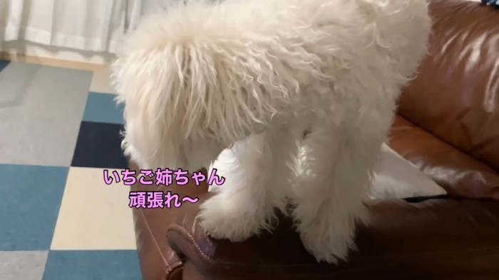 動く犬のおもちゃを見たいちごちゃん＆ミルクくん⑩